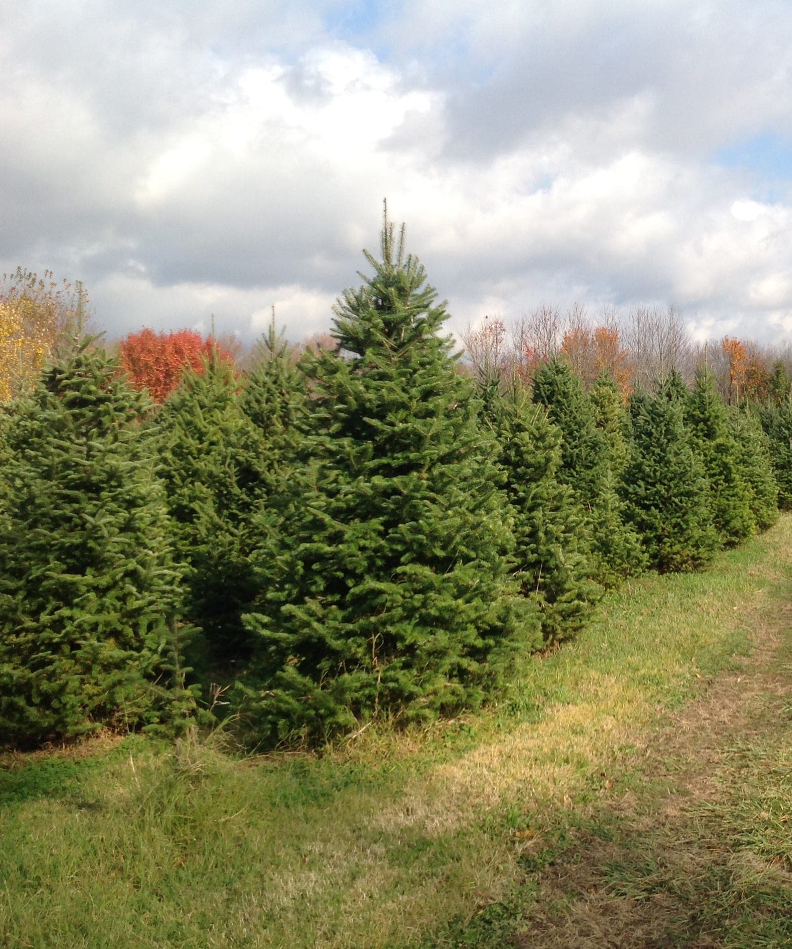 Rows of spruce in the cut-your-own field