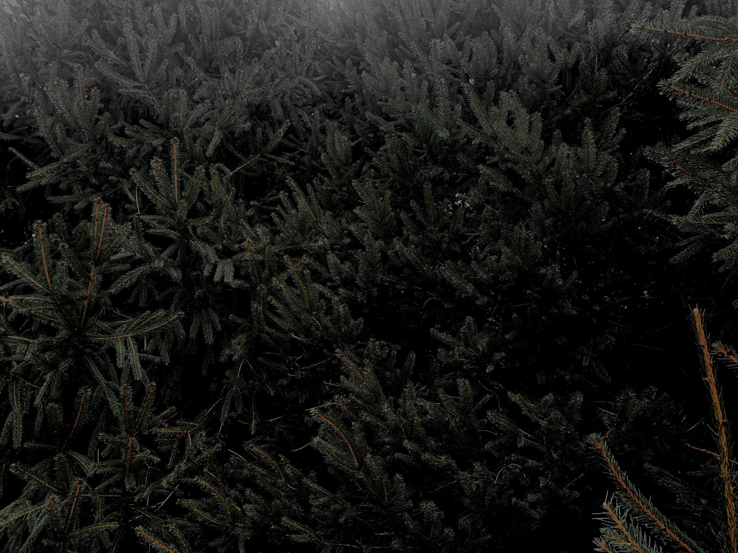 evergreen texture