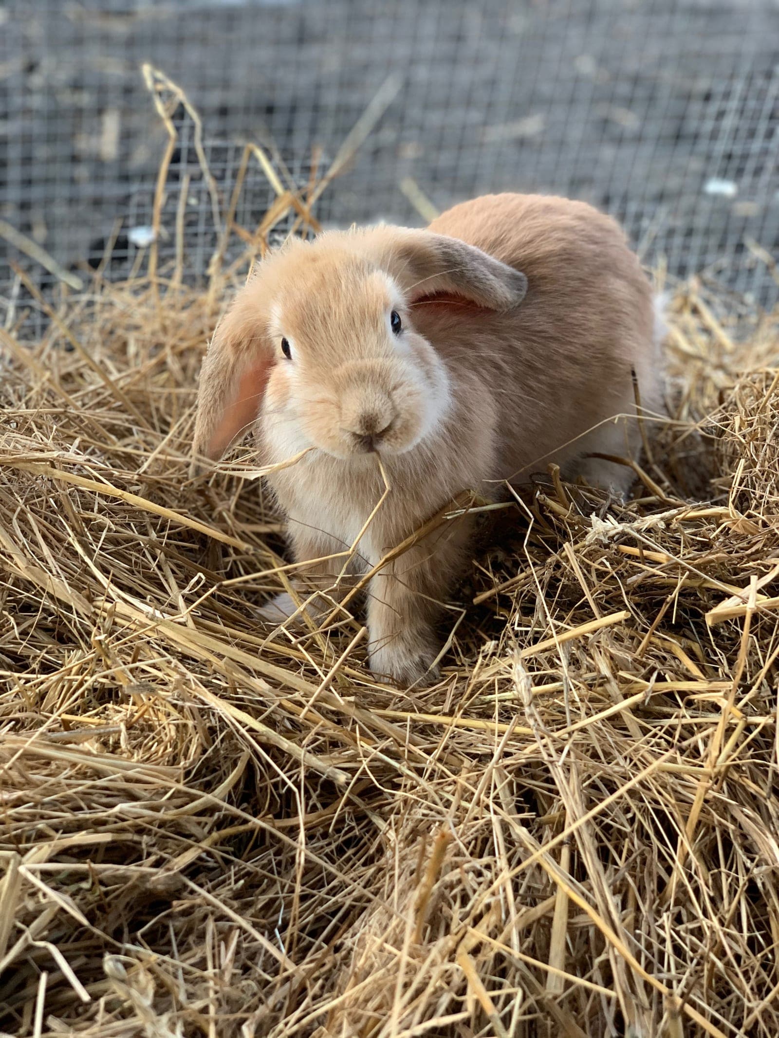 farm animals bunny