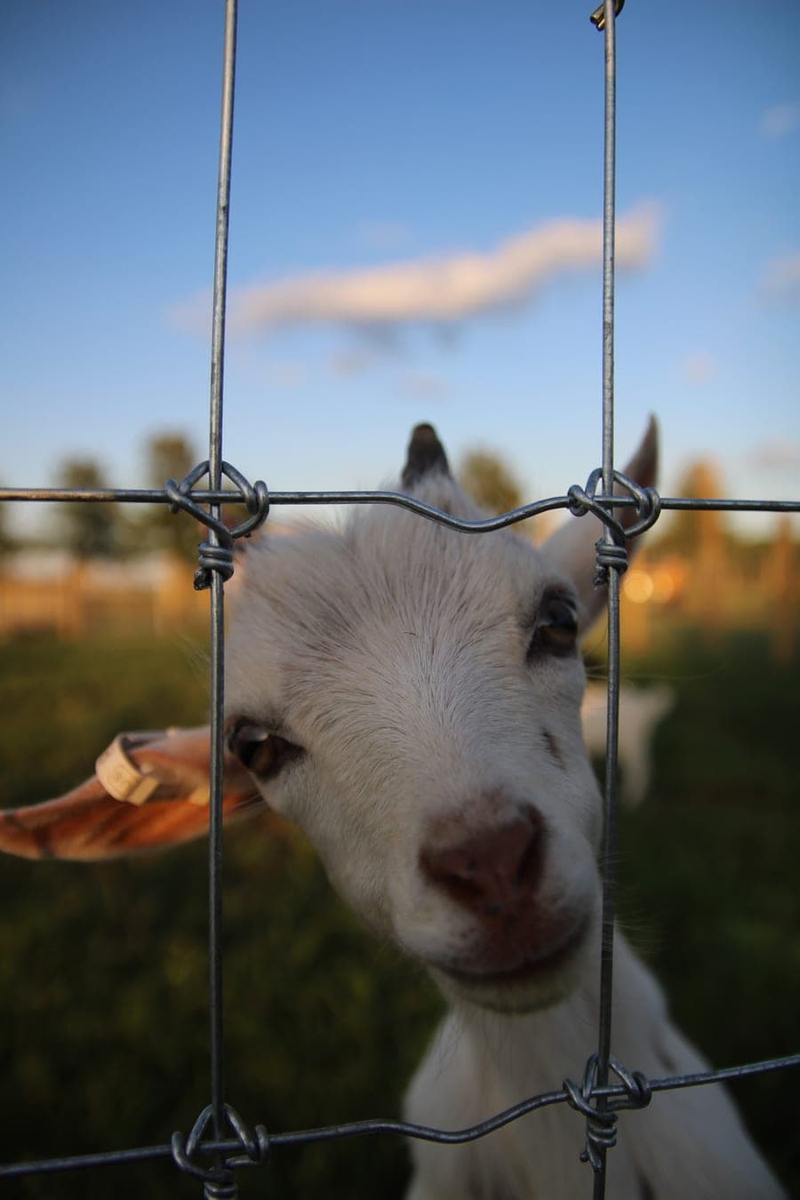 A goat at the fence