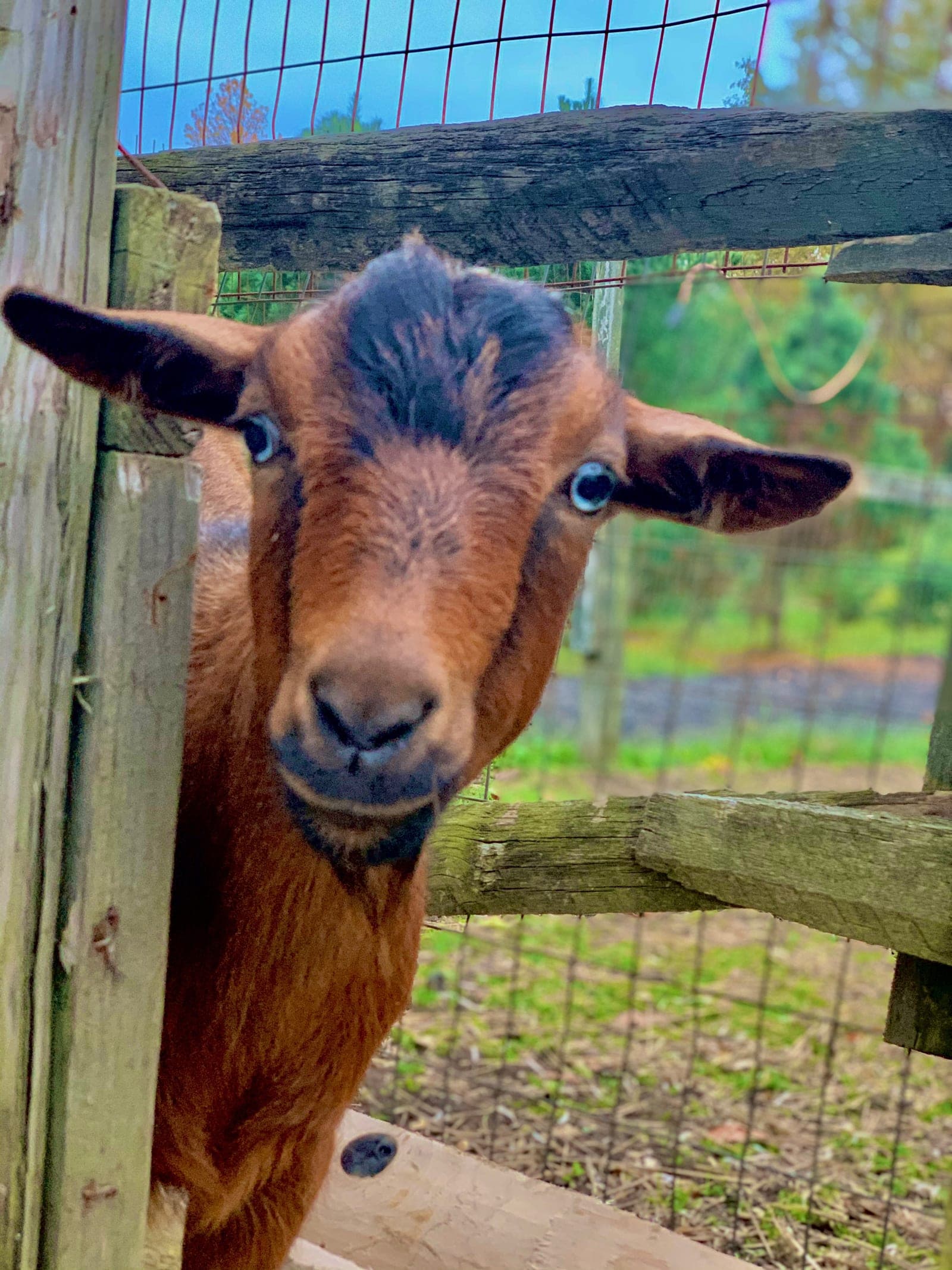farm animals goat