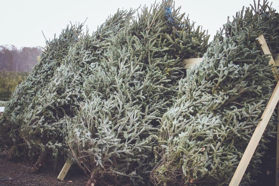 pre cut trees
