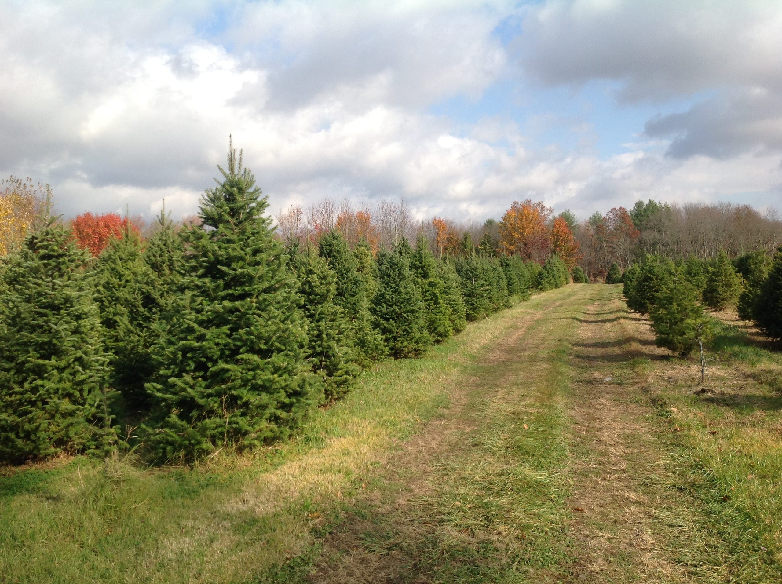 Rows of Christmas trees in the field